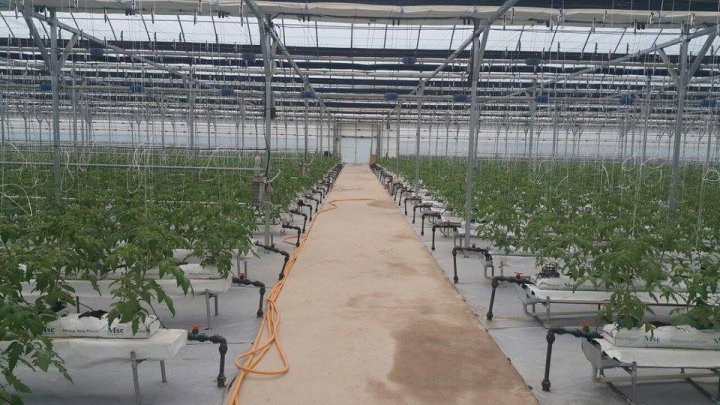 O‘zbekiston issiqxonalarni qo‘llab-quvvatlash orqali eksportni oshiradi