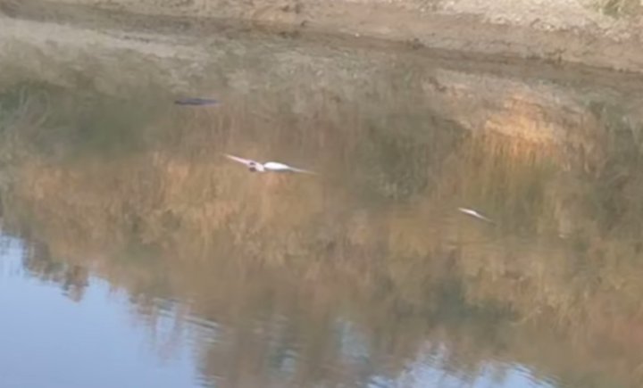 В Сырдарье из-за браконьеров в каналах плавает мёртвая рыба