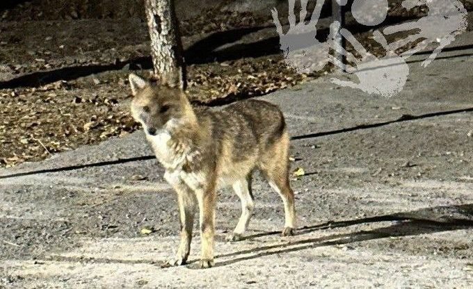 Хищный шакал напугал жителей Ташкента