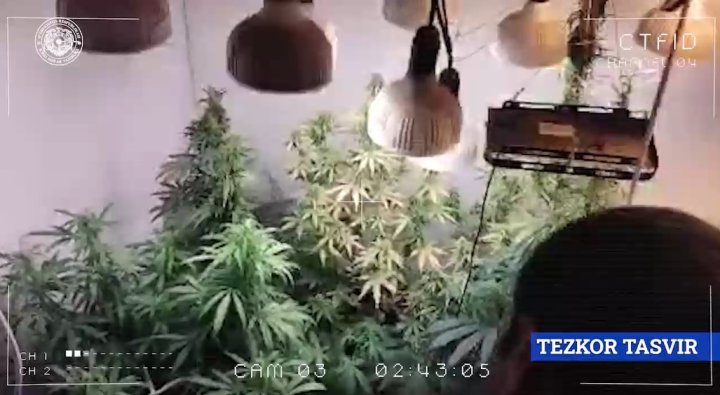 В Кибрае мужчина выращивал каннабис для продажи