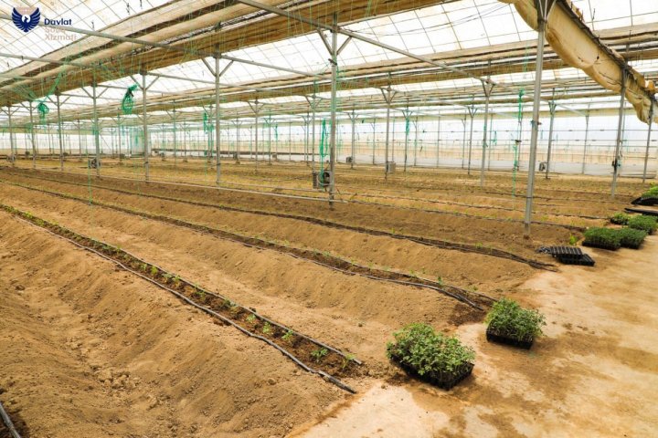 Спасаем столицу: Ташкентские теплицы переведут на природный газ