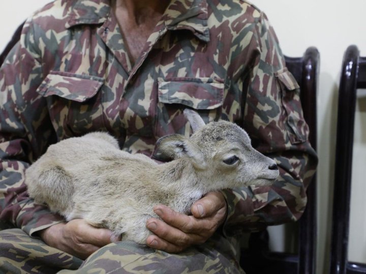 В Узбекистане усиливают борьбу с браконьерством