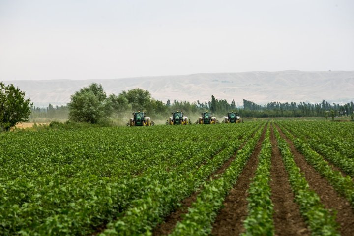 Узбекистан централизует агросубсидии и вводит страхование урожая с 2026 года