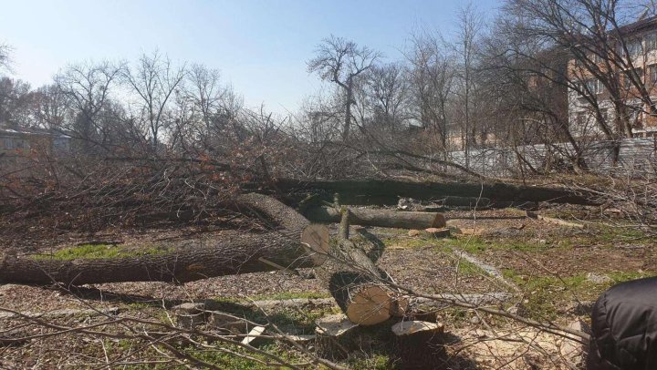 Загрязнение воздуха и защита деревьев в Узбекистане теперь вопрос национальной безопасности