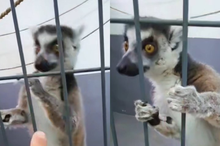 Ташкентский зоопарк приютил лемура, которого пытались продать на птичьем рынке