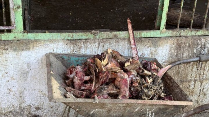 Животные голодают и на грани гибели, пока власти Нукуса молчат