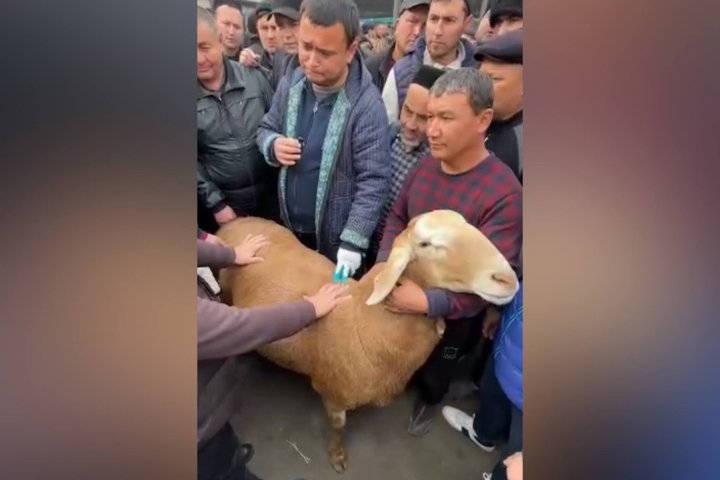 В Узбекистане овцу выставили на продажу по цене квартиры — за $100 000