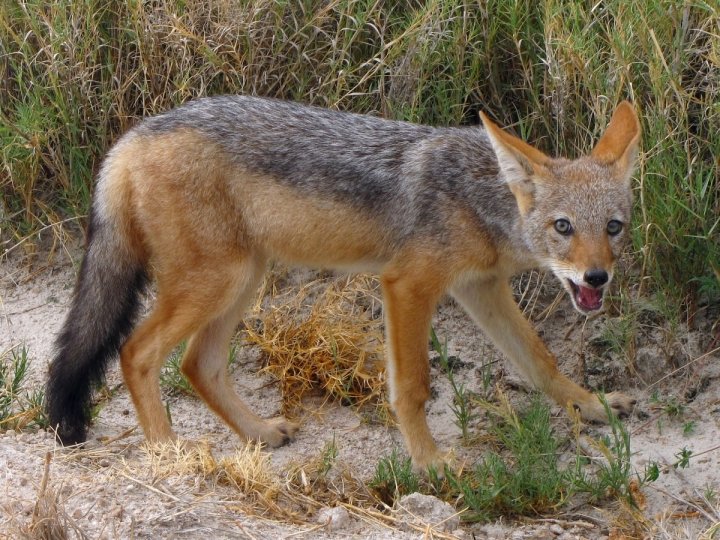 В зоопарке Ташкента сообщили о состоянии найденного шакаленка