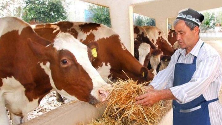 Фермеры Узбекистана получат миллиарды сумов на развитие животноводства