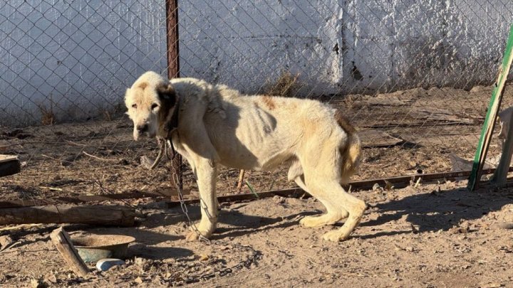 Животные голодают и на грани гибели, пока власти Нукуса молчат