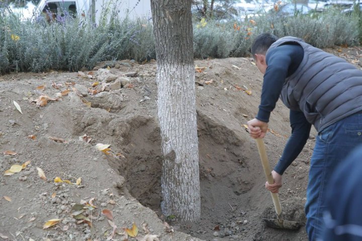 Не угроза, а технология: В хокимияте Ташкента объяснили, почему рабочие «засыпают» деревья на улице Кадыри
