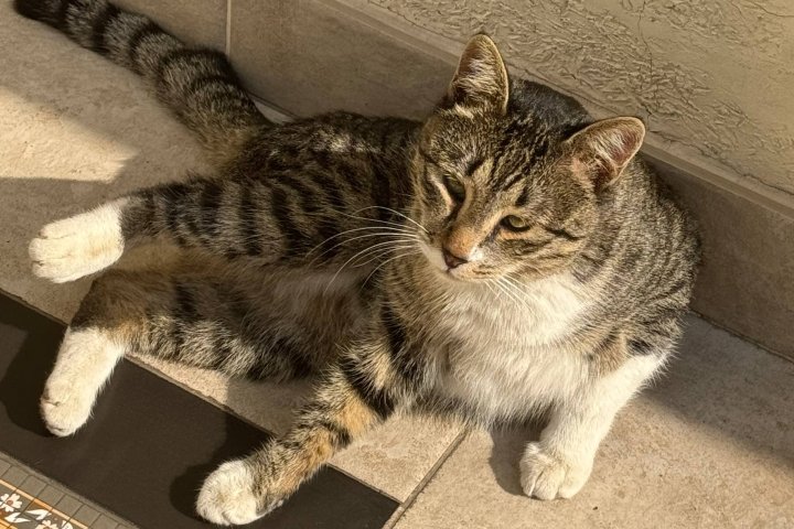 В Ташкенте появятся автокормушки для уличных кошек