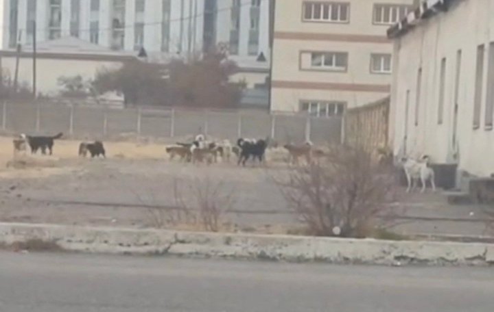 В Алмалыке уличные собаки захватили территорию возле школы