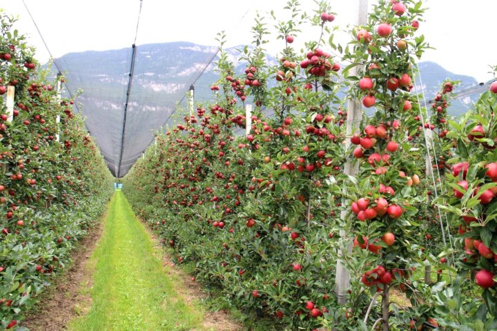 Аграрная реформа в Узбекистане: интенсивные сады вместо старых виноградников