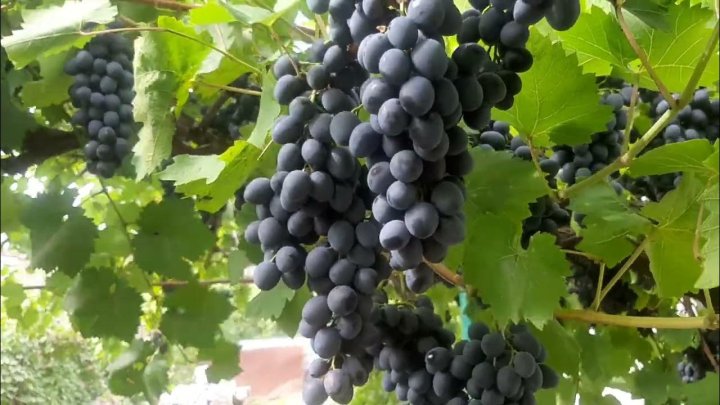Почему Узбекистан боится импортного винограда?