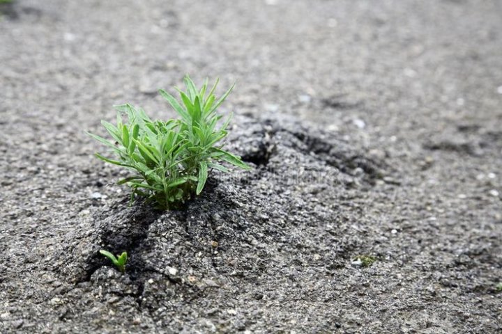 Стала известна судьба ташкентца, создавшего парк и оштрафованного властями