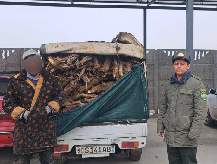 В Хорезме мужчина выплатит огромный штраф за вырубку саксаула