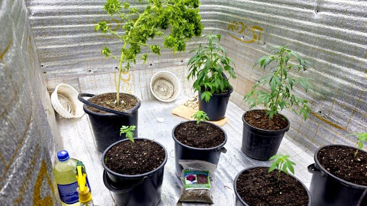 Более 40кг наркотиков выявили в Ташкенте за ноябрь