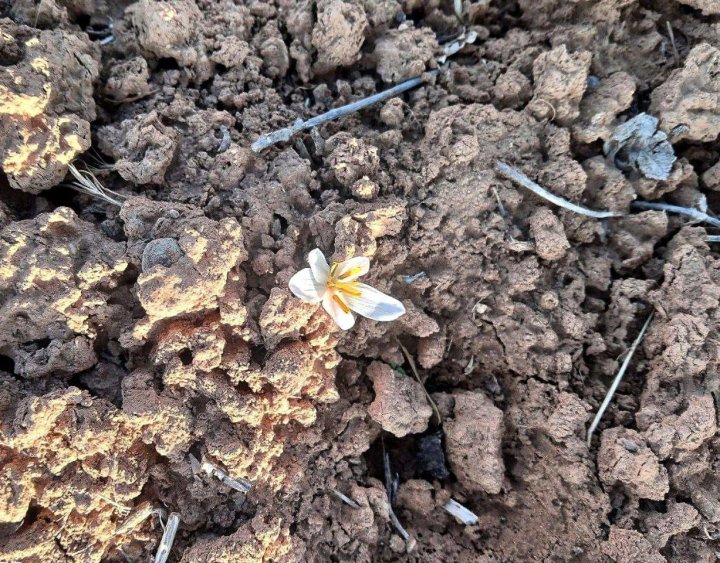 В Узбекистане расцвел подснежник