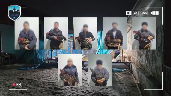 Более сотни человек пришли домой к жителю Намангана, чтобы посмотреть на петушиные бои