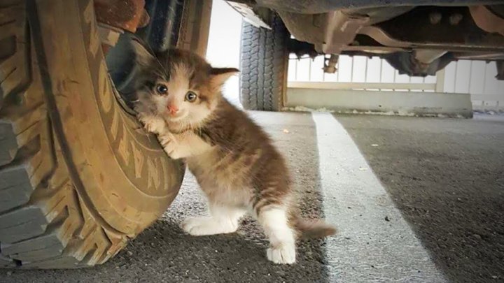 Водителям Узбекистана напомнили о кошках, которые могут греться внутри технических узлов авто