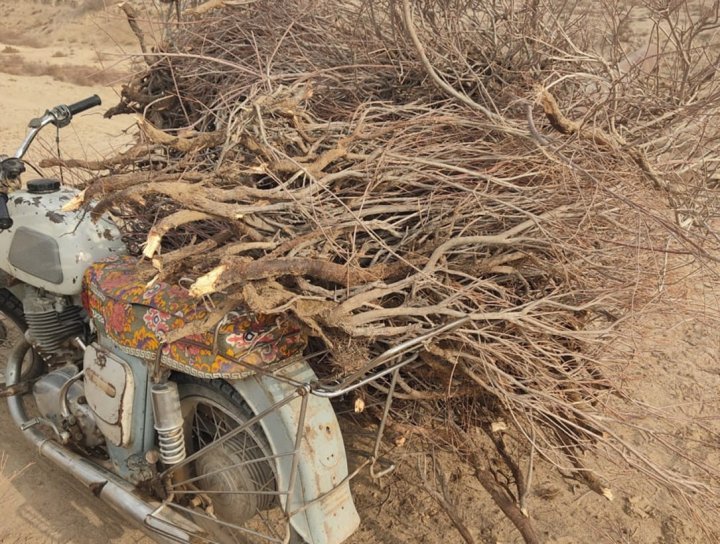 Житель Кашкадарьи получил огромный штраф за вырубку саксаула
