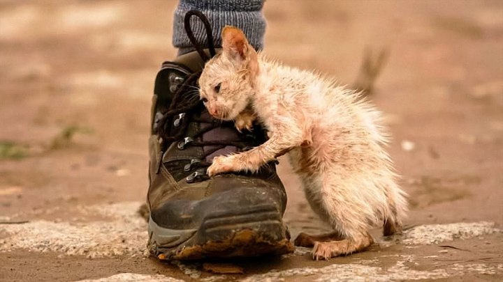 Страну судят по отношению к беззащитным: почему в Узбекистане живодёры не боятся закона?