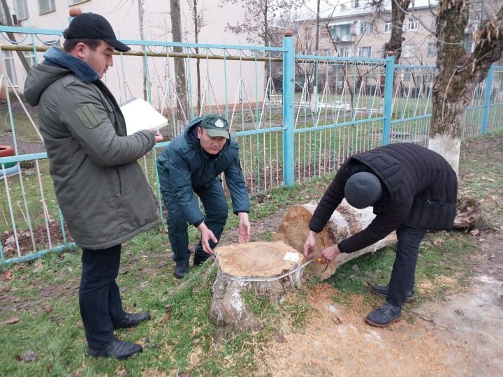 В Узбекистане озвучили сумму ущерба от незаконной вырубки деревьев за 2025 год