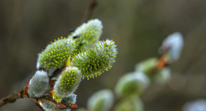С какой погоды начнется март в Узбекистане?