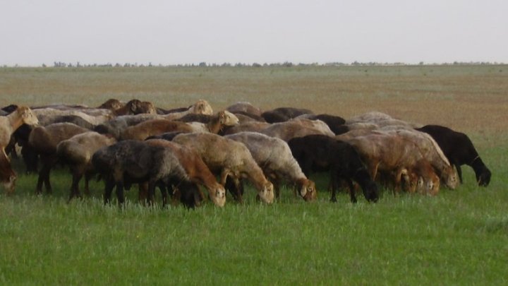 Пакистанская Go Group построит мясной кластер полного цикла в Узбекистане