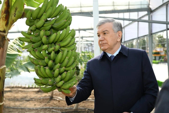 Экзотика юга: аграрии Сурхандарьи массово переходят на тропические фрукты