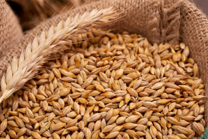 Урожай зерновых культур в Узбекистане вырос на 13% по итогам 2025 года