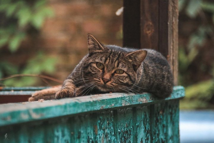 Дело ташкентских кошек: почему законы о защите животных работают со сбоями?