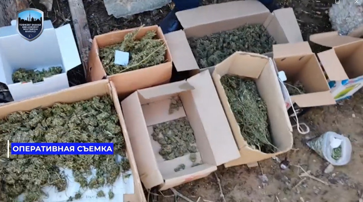 В Янгиюле задержаны торговцы марихуаной, изъято 3,5кг наркотиков