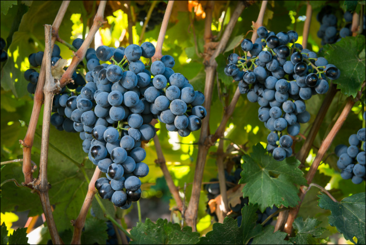 Узбекистан обошёл Китай по поставкам винограда в Россию