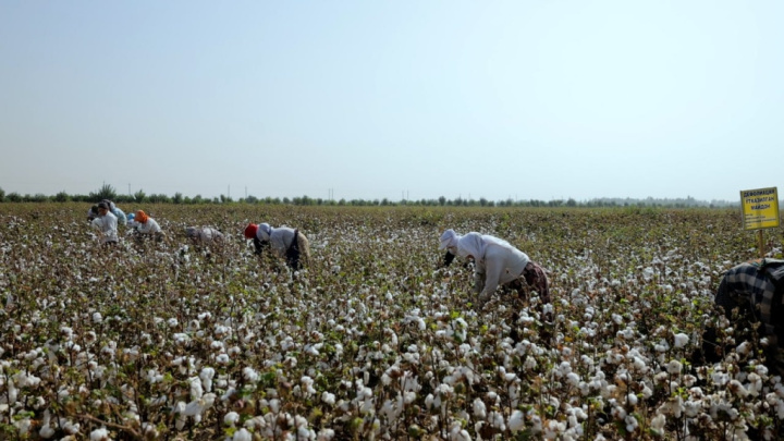 Human Rights Watch: Узбекские чиновники продолжают оказывать давление на фермеров