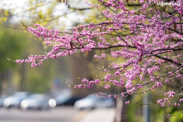 Почти лето: В Узбекистане резко потеплеет
