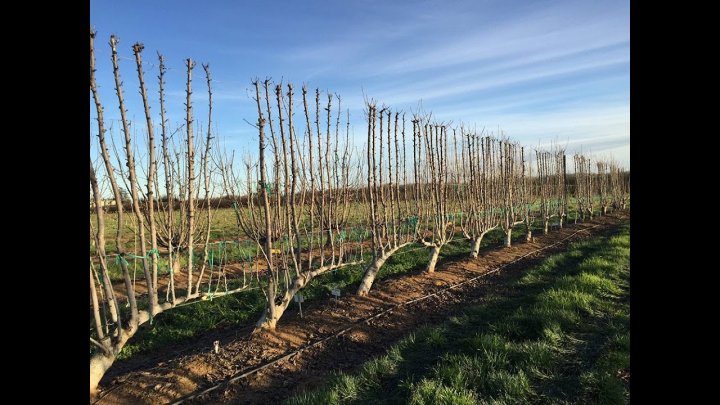30 миллионов новых деревьев: Шавкат Мирзиёев утвердил зеленый план на 2026 год
