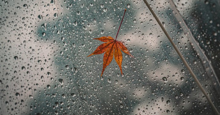 В Ташкенте ожидается дождь